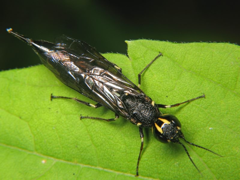 Xiphydria longicollis